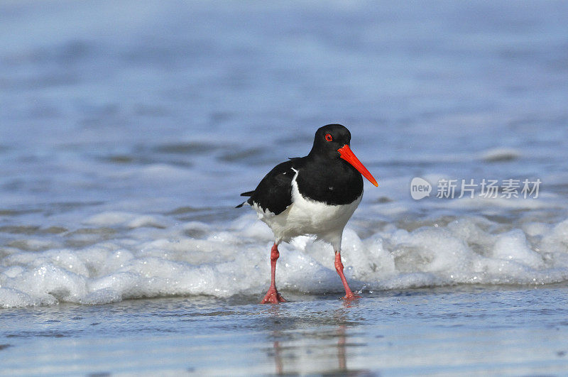 欧洲捕鲸者(Haematopus ostralegus)